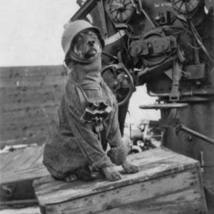 Nazi Dog WW2