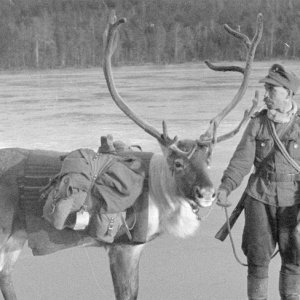 Finnish soldier with a pack reindeer