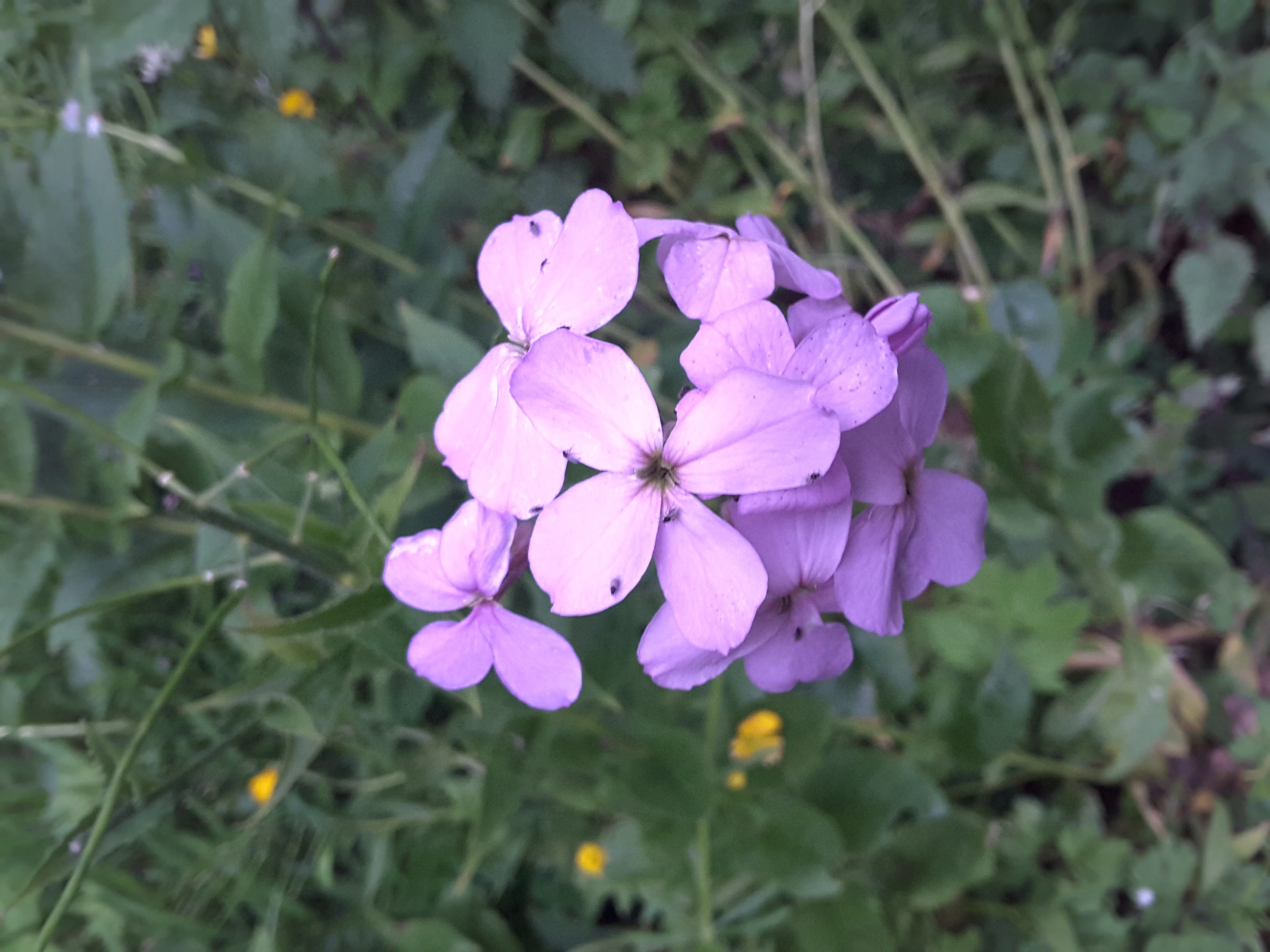 20190623_213635.webp