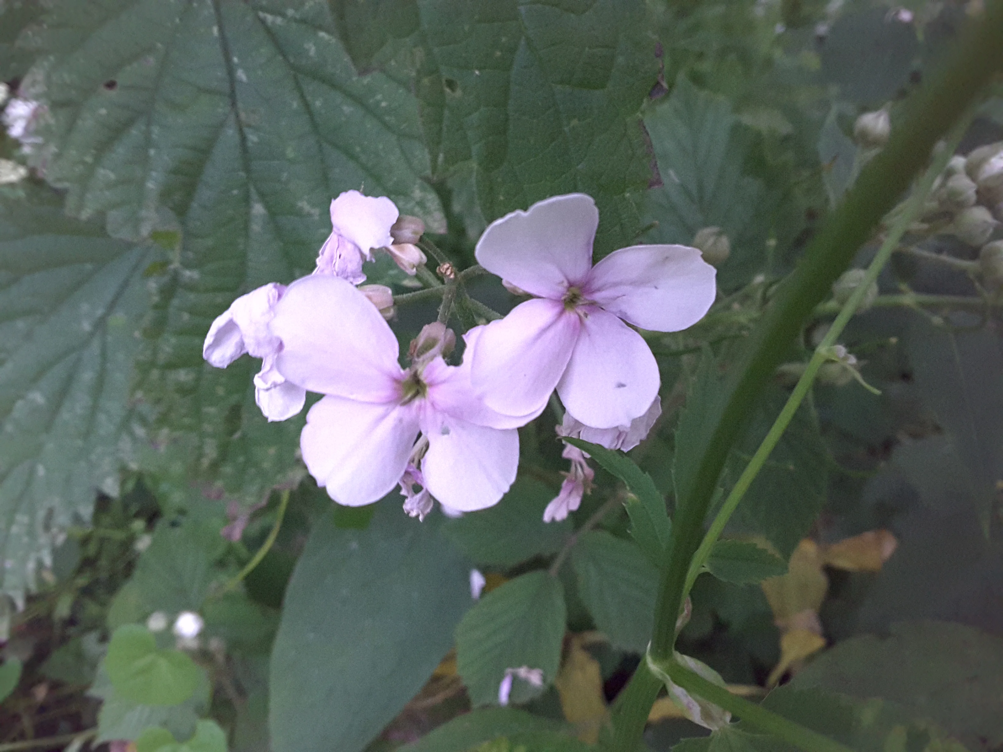 20190623_213658.webp