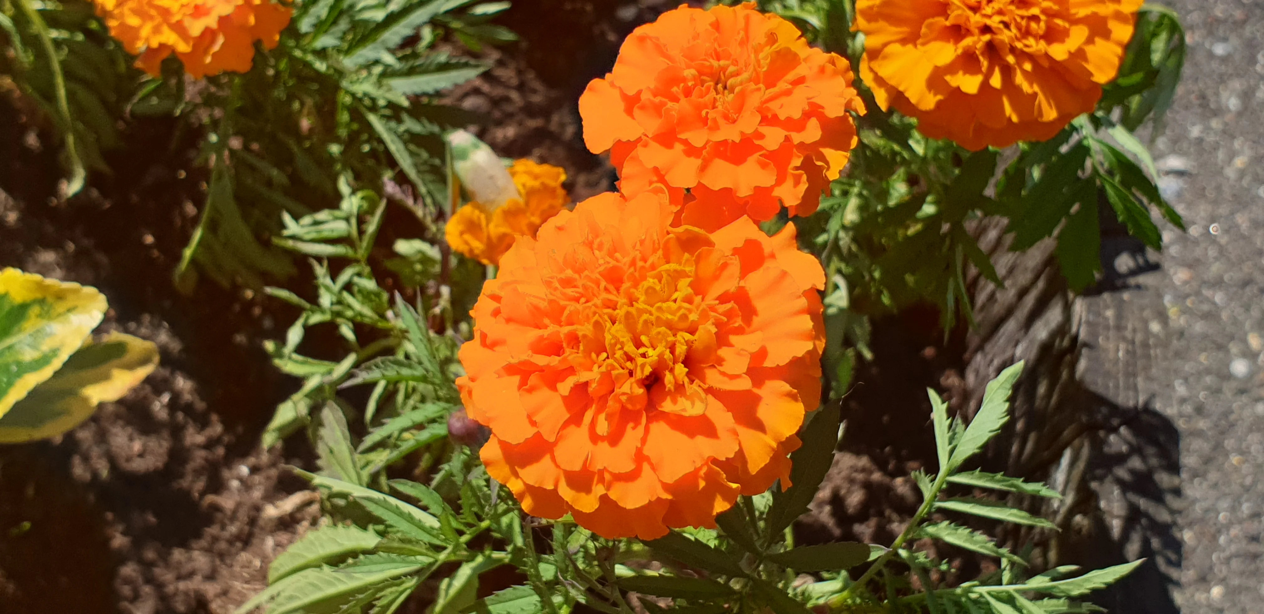 20190627_125949.jpg