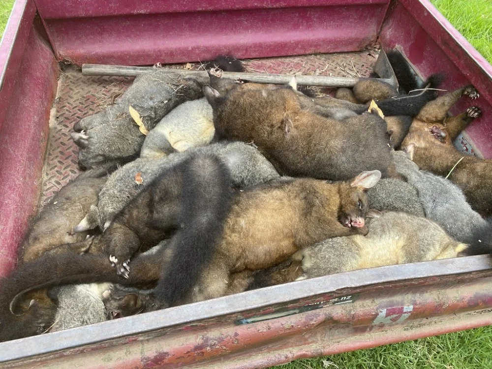 20DeadPossums.jpg