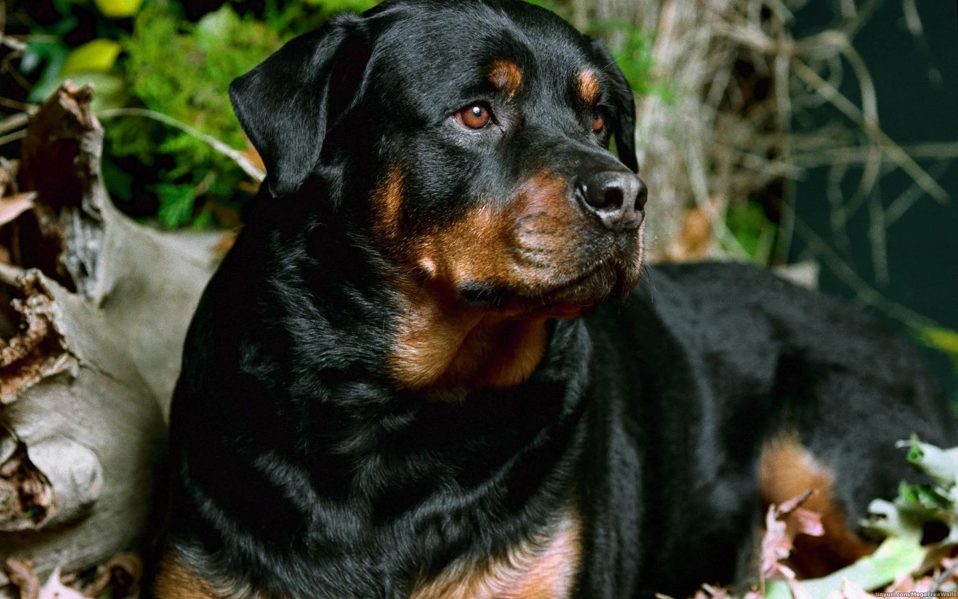 9dPnPAj-rottweiler-screensavers.webp