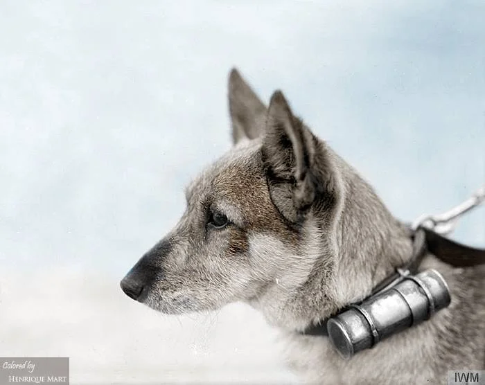 A dog messenger showing the tin cylinder where the message was sent. Etaples August 28, 1918..webp