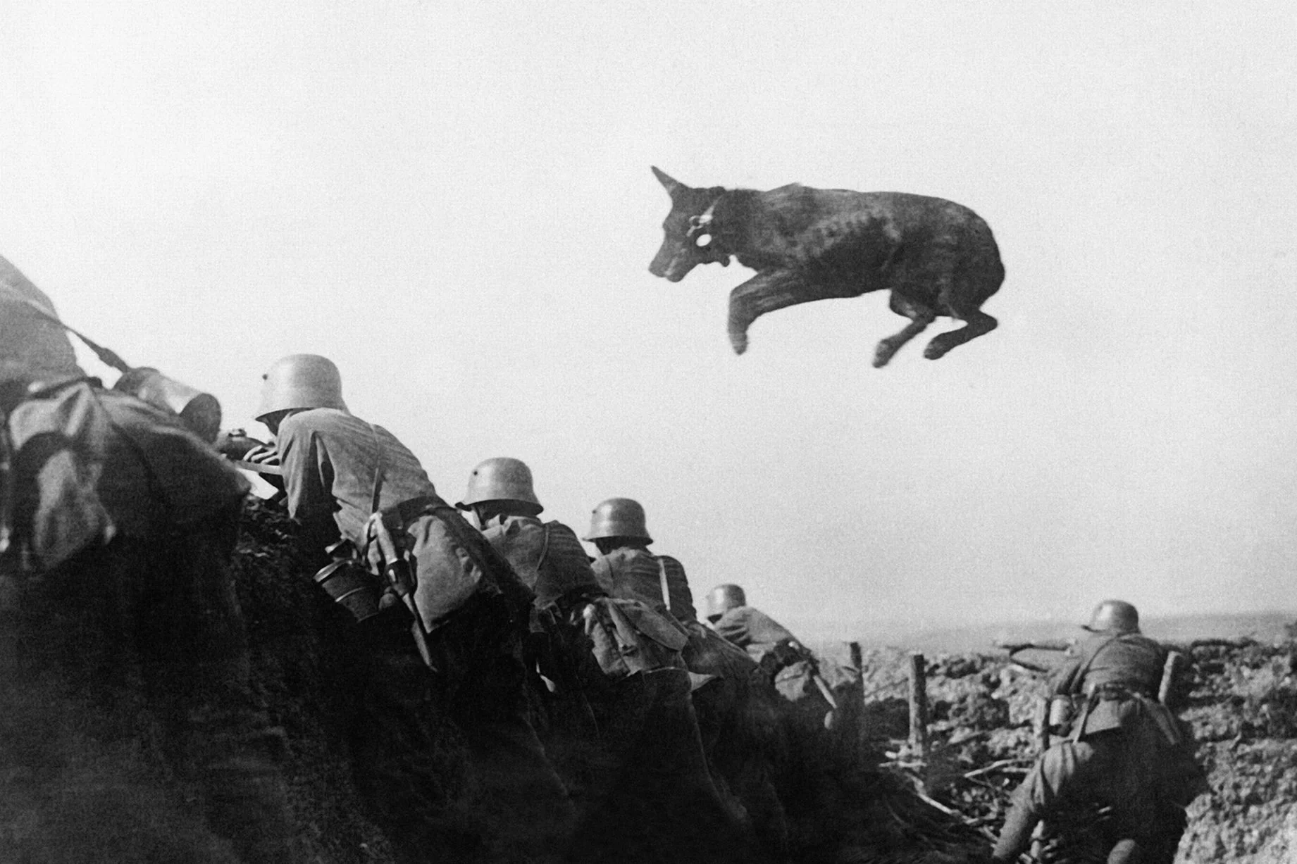 A German dispatch dog jumps across a trench as it carries messages to the front line. January...webp