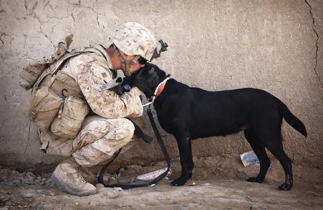 A US Marine dog handler shows his K9 some love while on a patrol in Afghanistan..webp