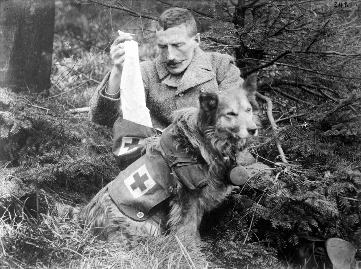 Bandages kit recovered from a British dog, ca. 1915..webp