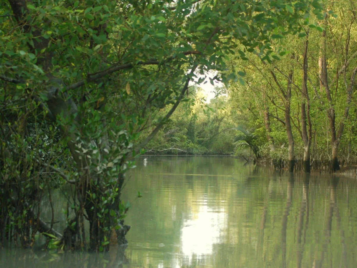 Bangladesh Mangroves200.webp