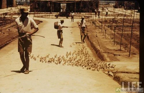 barracks ducks.webp