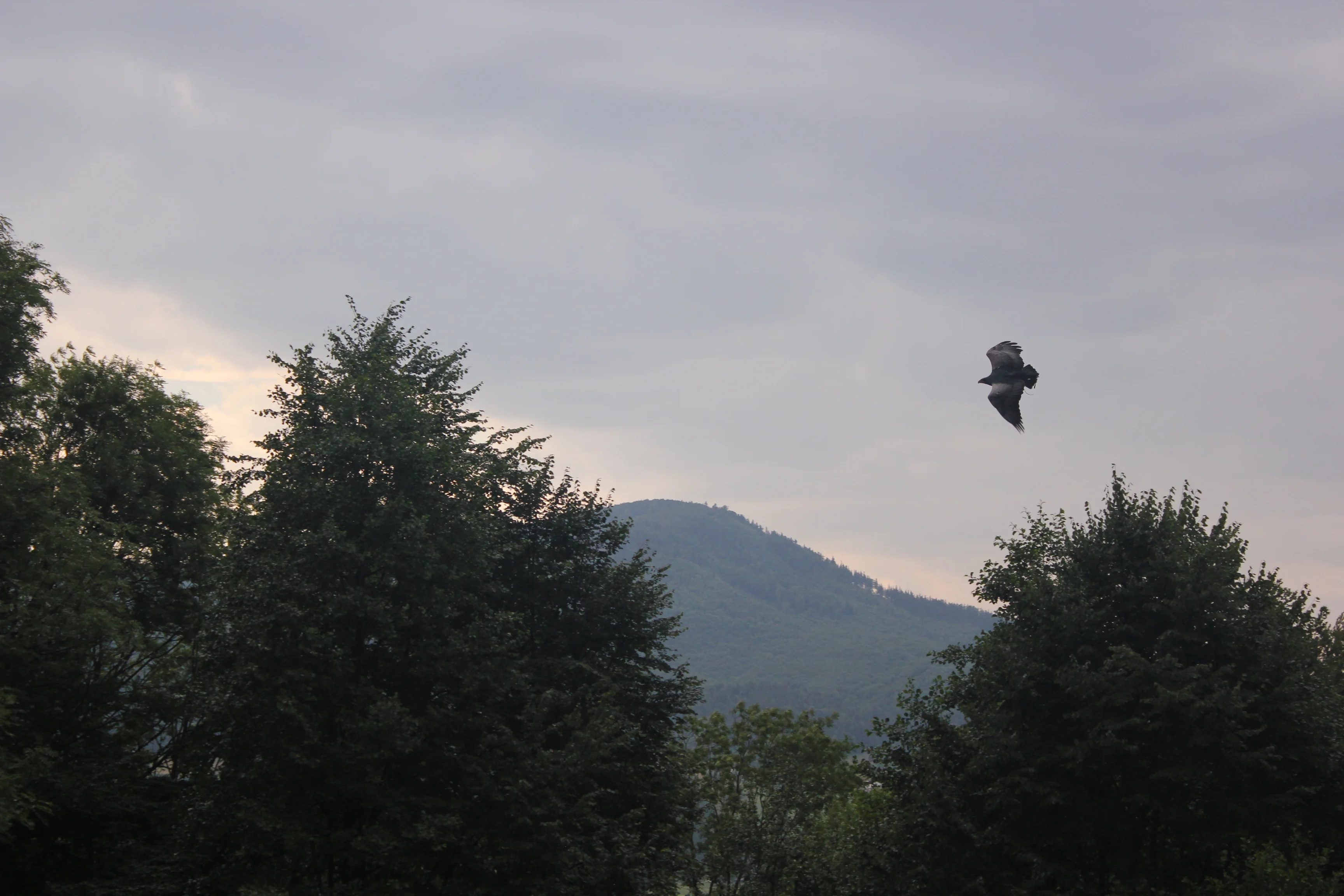 Beskid Śląski 07.2017r. 175.webp