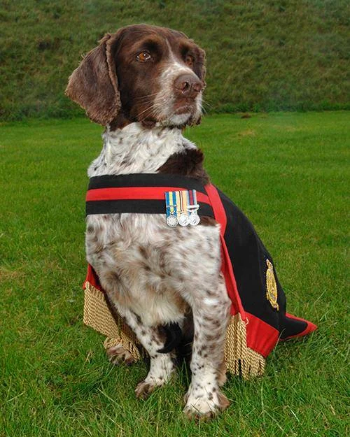 buster military dog.webp