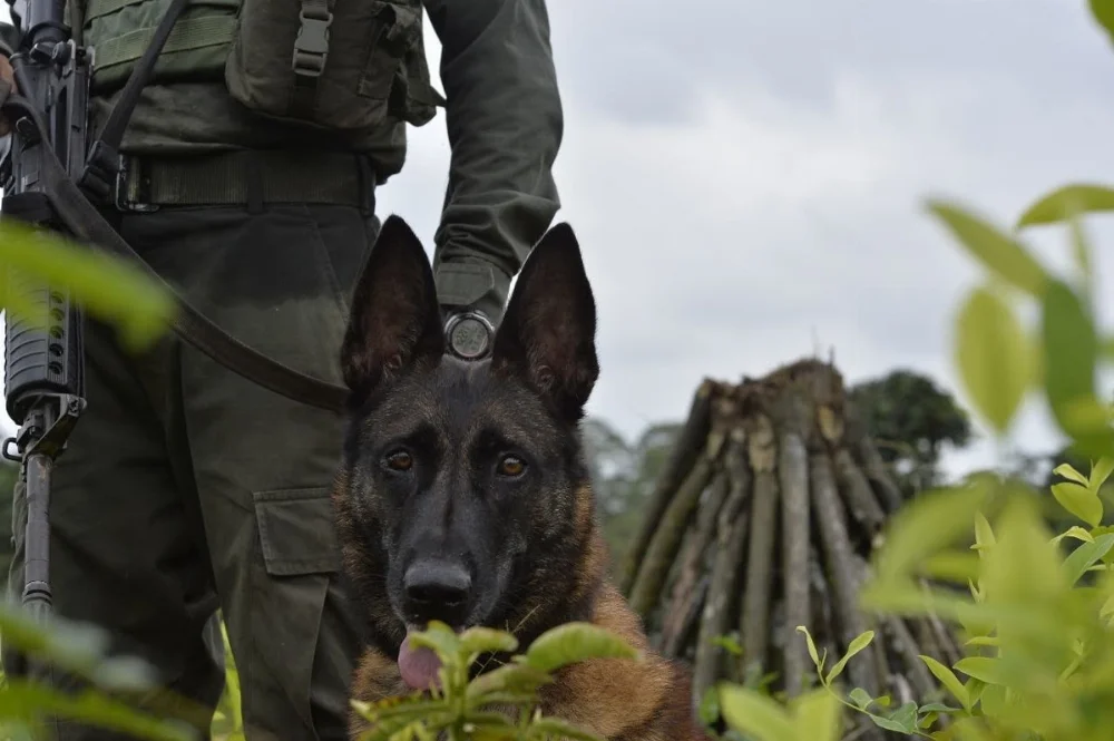 COL-K9-POLICE-NAL.webp