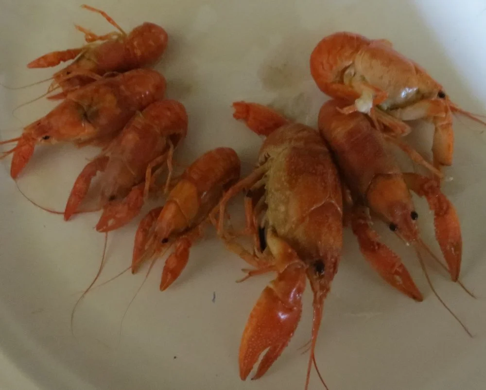 craw5 004 (2).webp