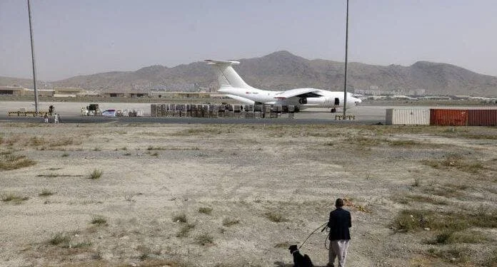 dogs from the Kabul airport back.webp