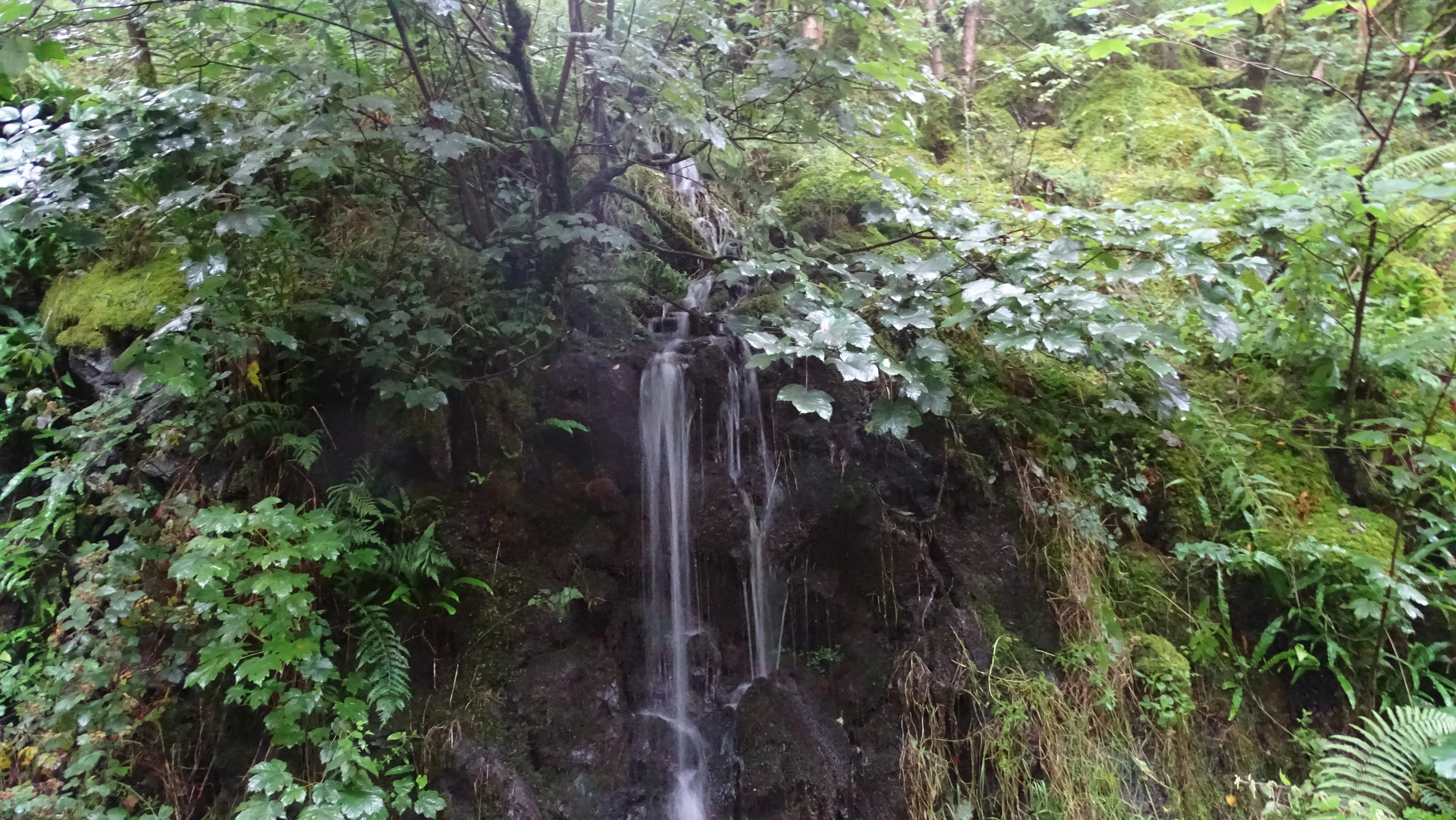 DSC00390.webp