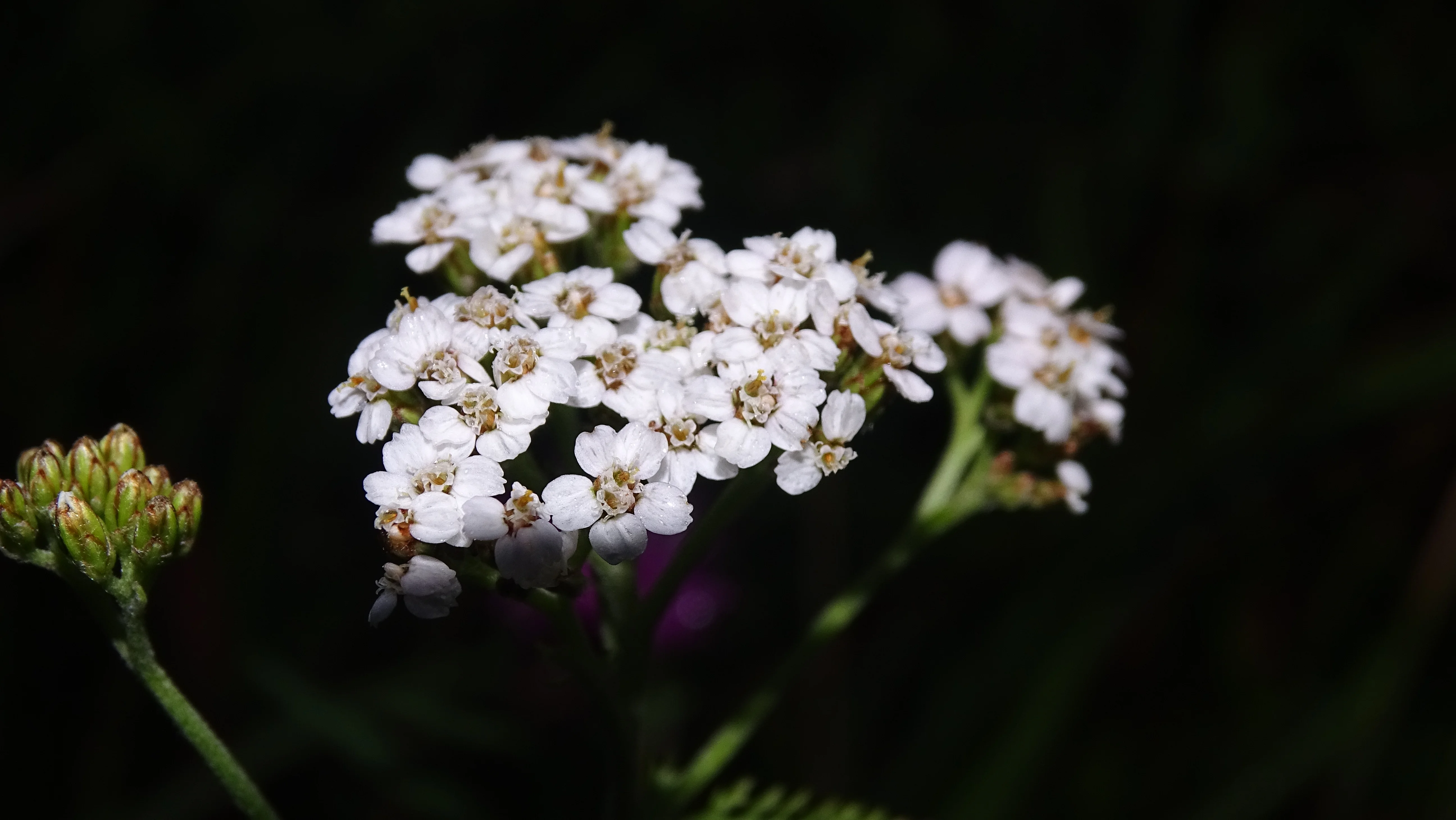 DSC00398.webp