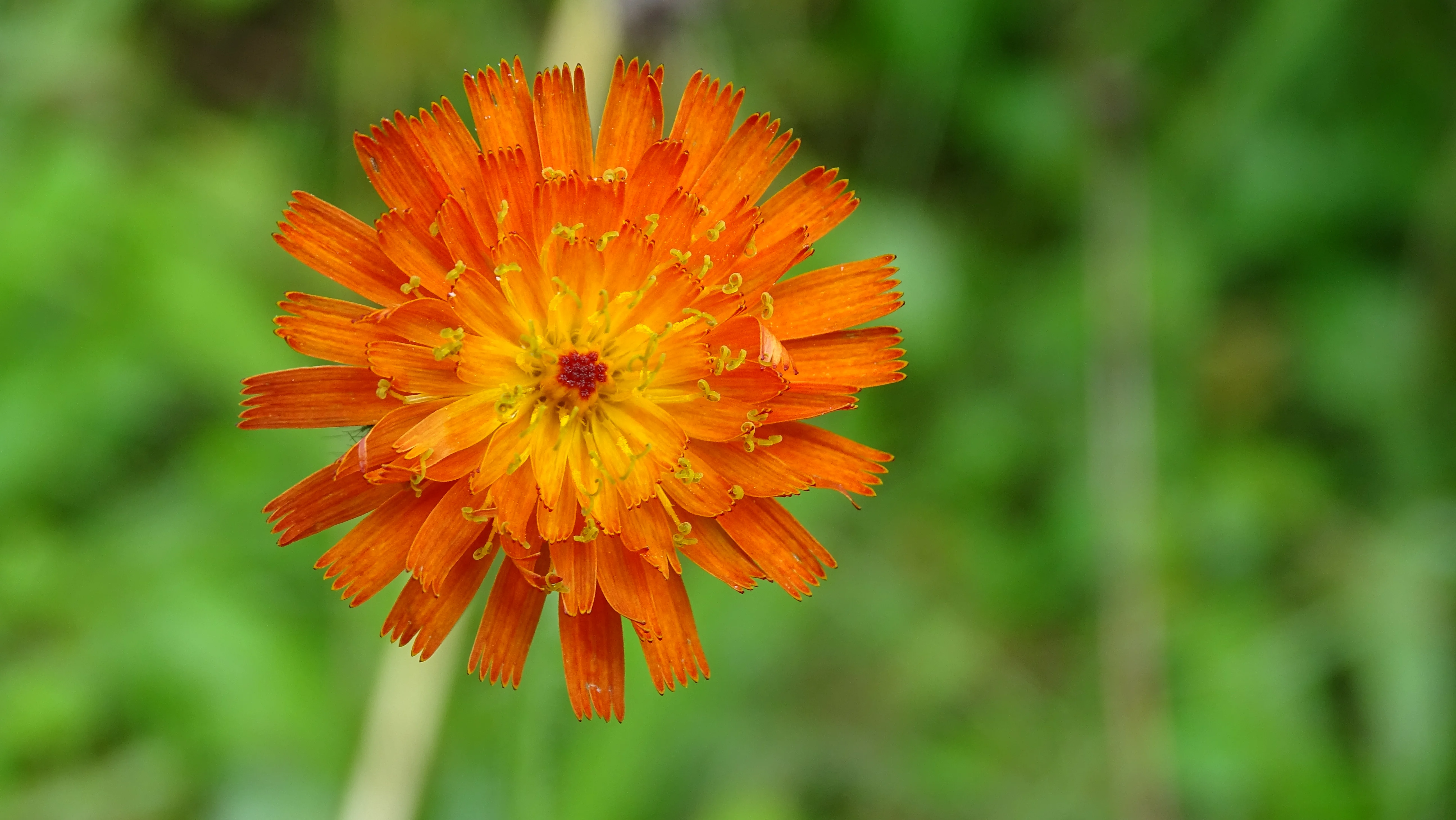 DSC00428.webp