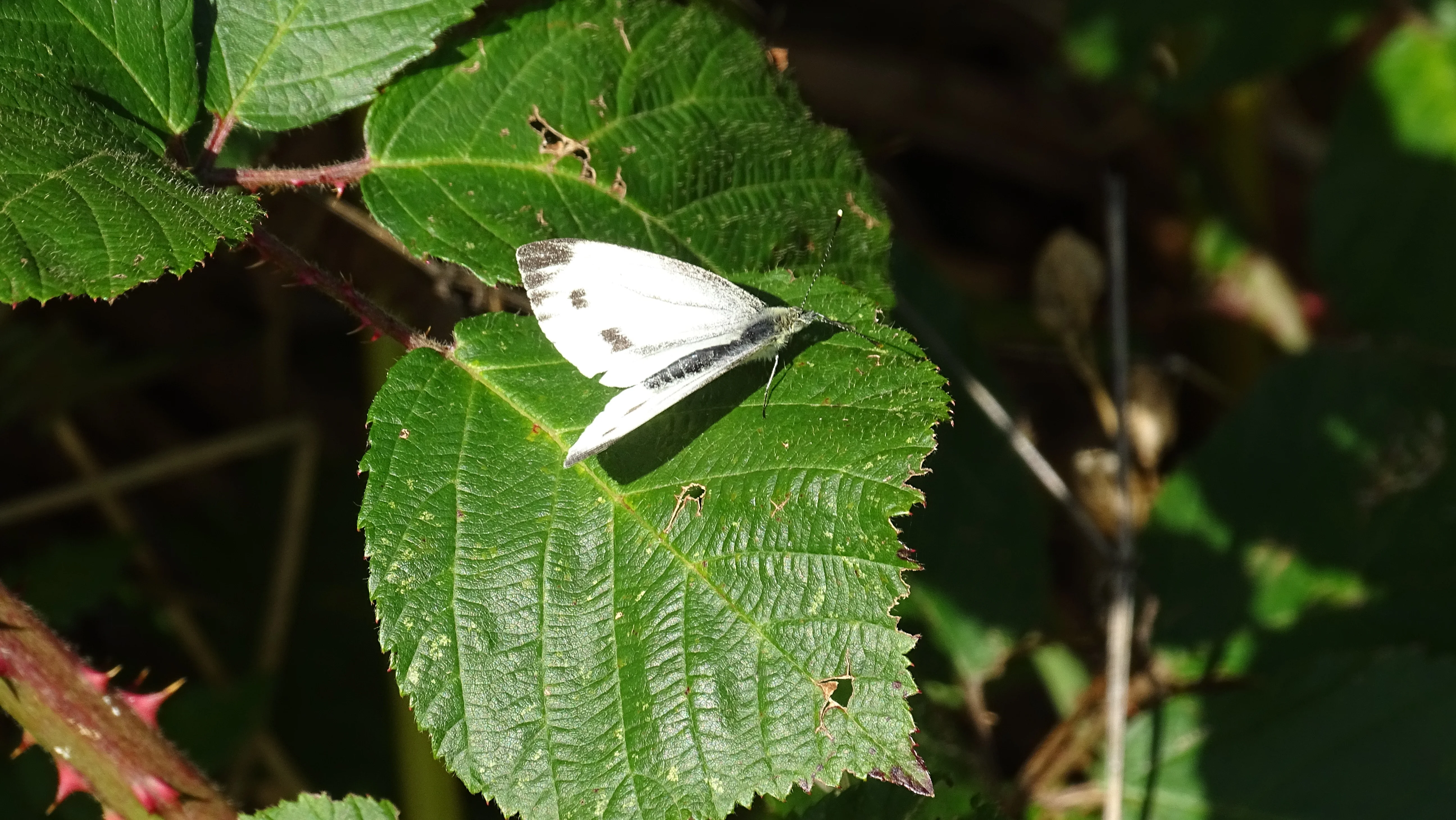 DSC00869.webp
