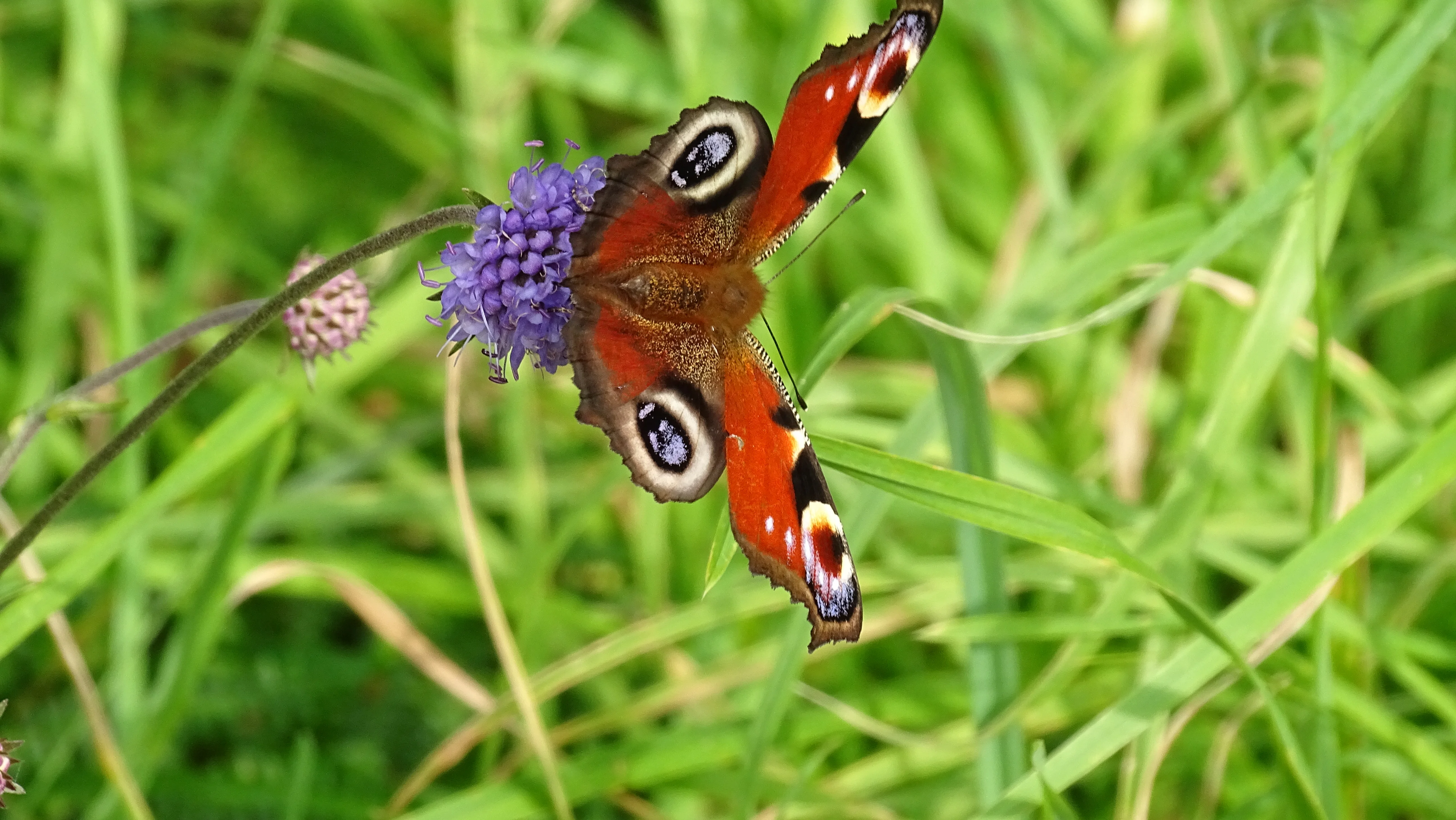 DSC01513.JPG