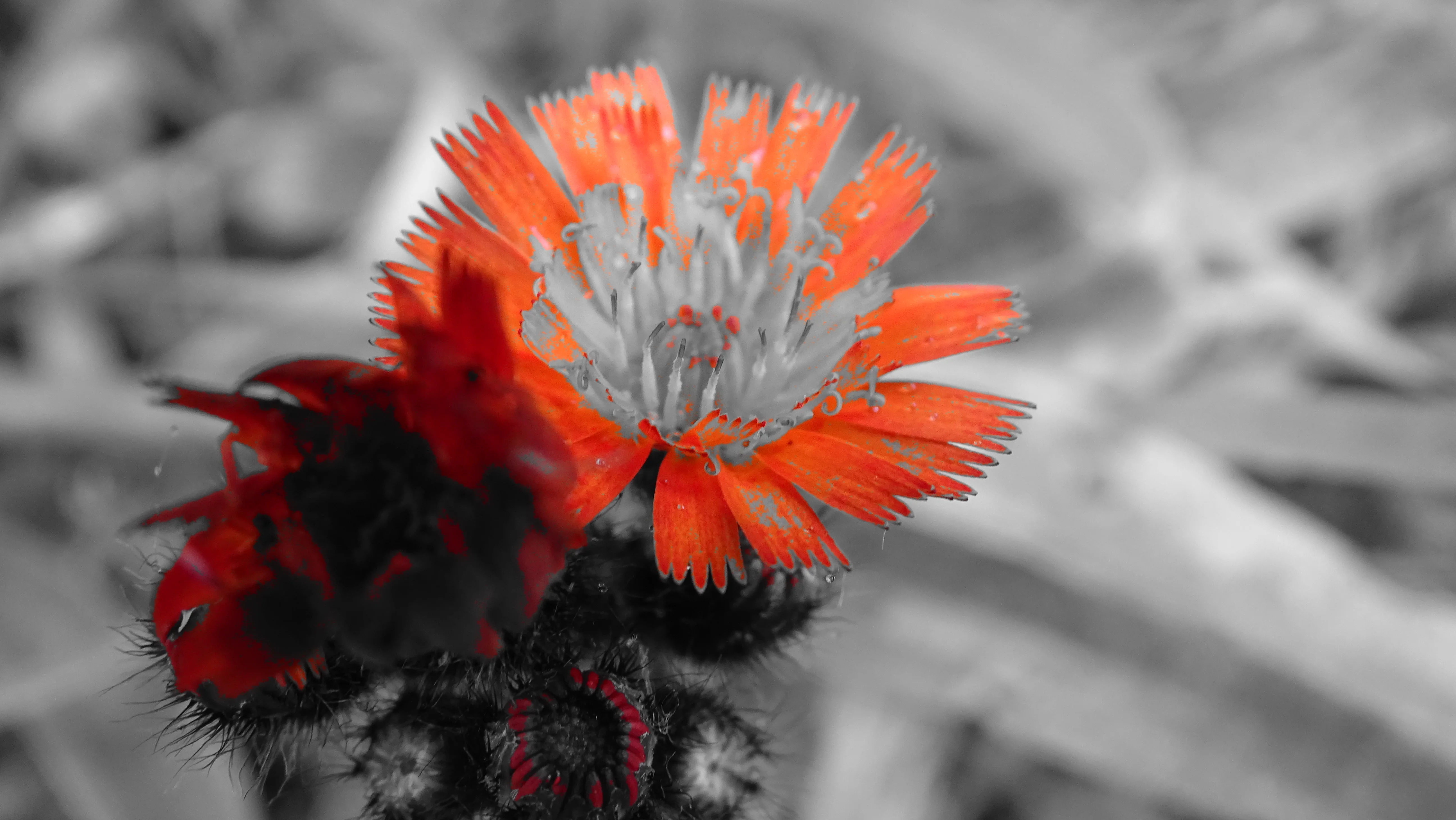 DSC02200.webp