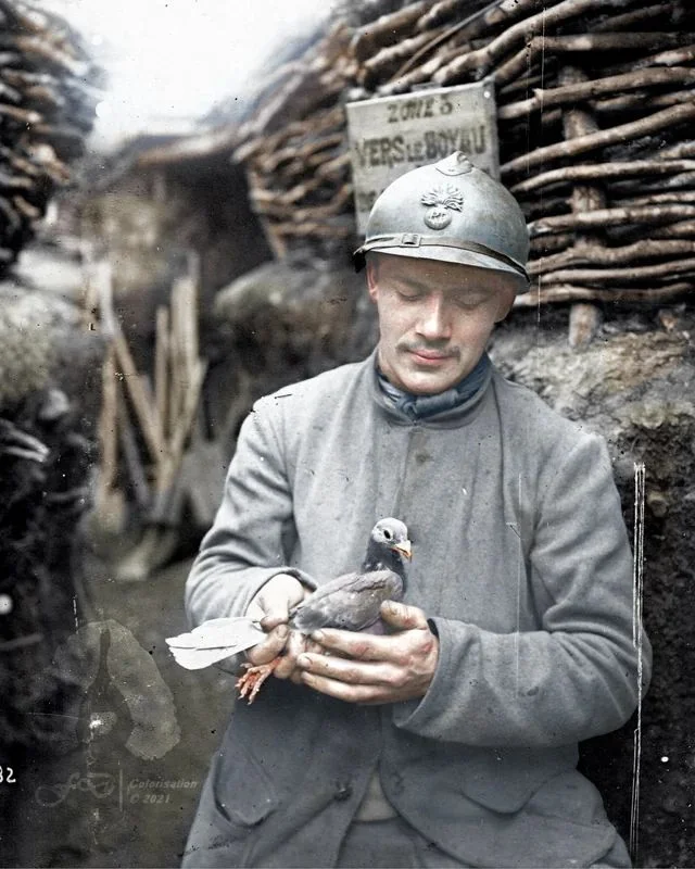 French-pigeon-soldier-Meuse-1915.webp