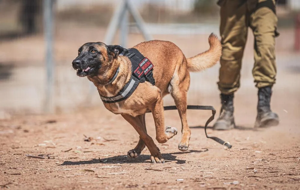 Israel-K9-IDFA001.webp