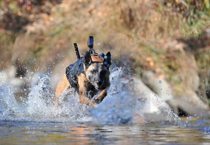 K9-Navy-SEAL-mwd-sofrep.jpg