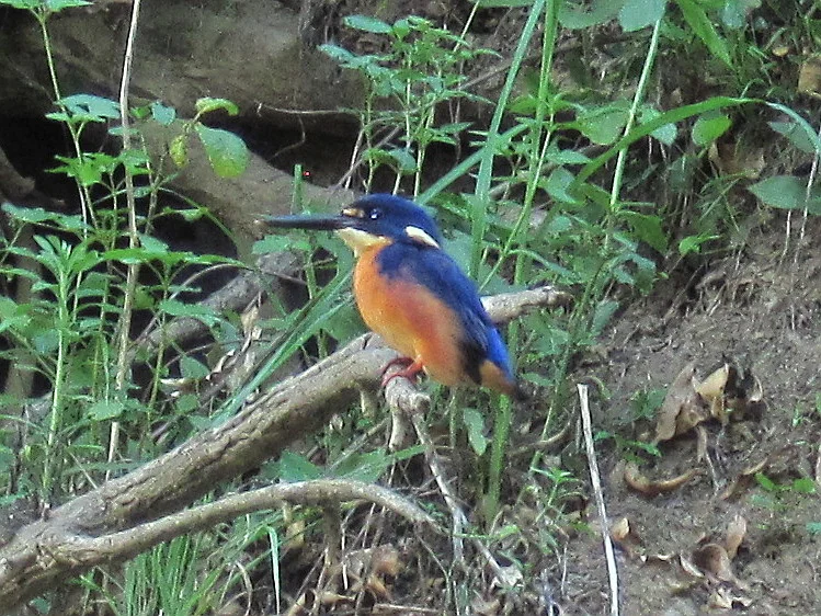 king fisher.webp