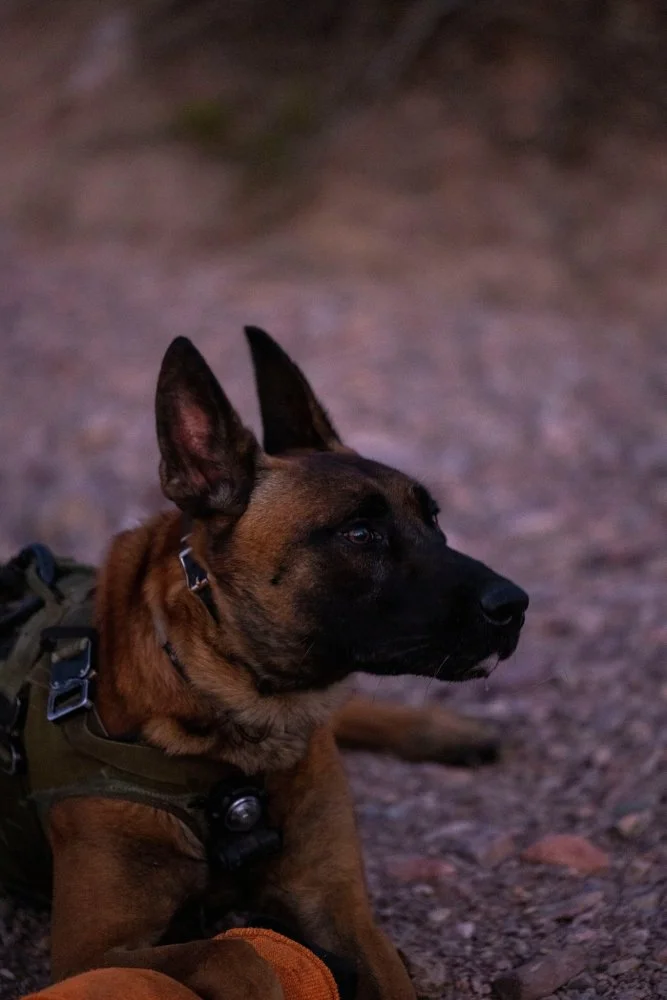 MARINE MARSOC K9 A2.jpg