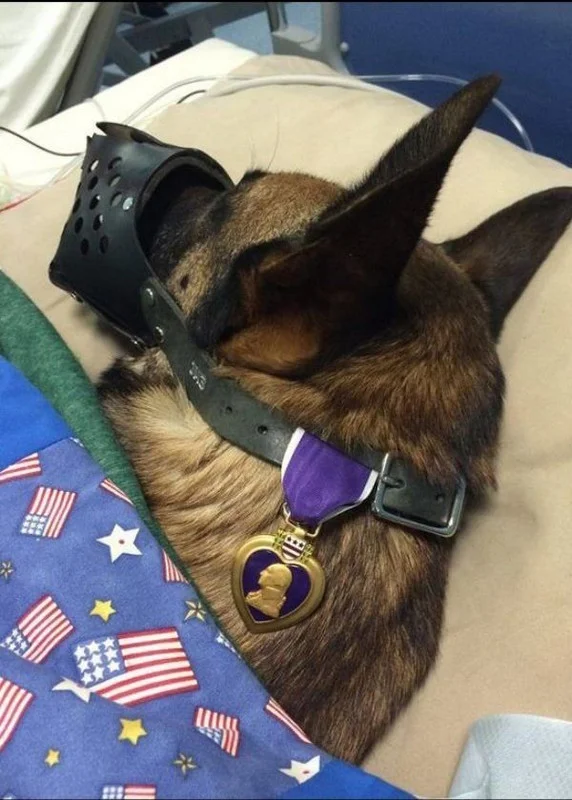 MWD-Rocky-Purple-Heart.jpg