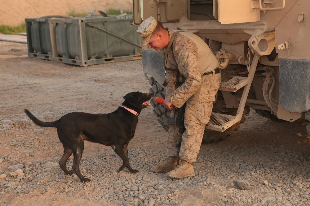 on_dog_training_on_FOB_Geronimo_120816-M-PO905-025.webp