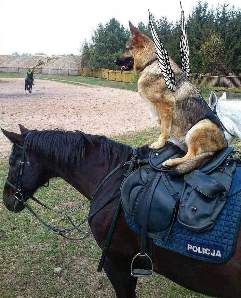 polish border guard winged.jpg