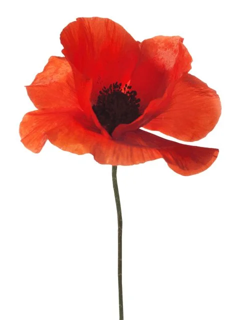 poppy.webp