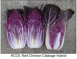 red chinese cabbage.webp