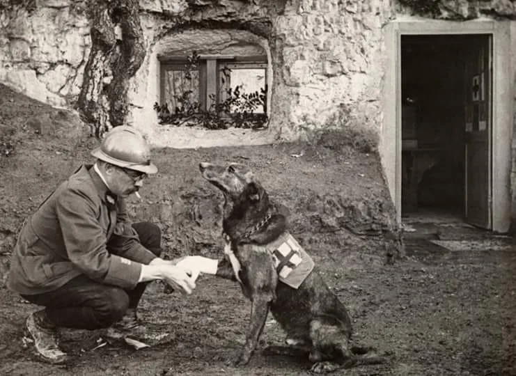 Red-Cross-working-dog-K9-1917.webp