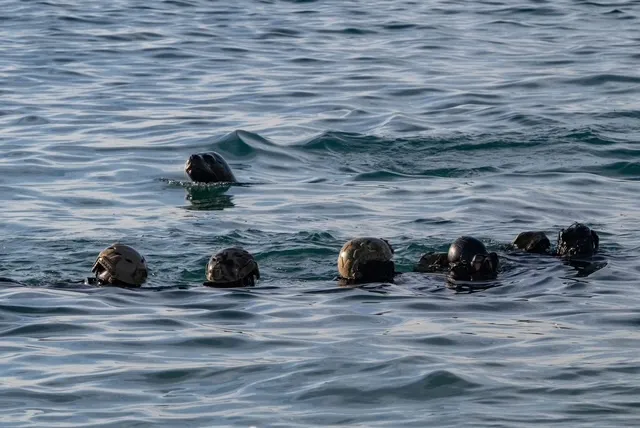 SEALS-SOUTHERN-STAR25-2.webp