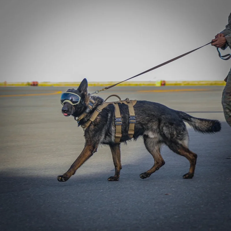 US-ARMY-K9-IMG-9918-4.webp