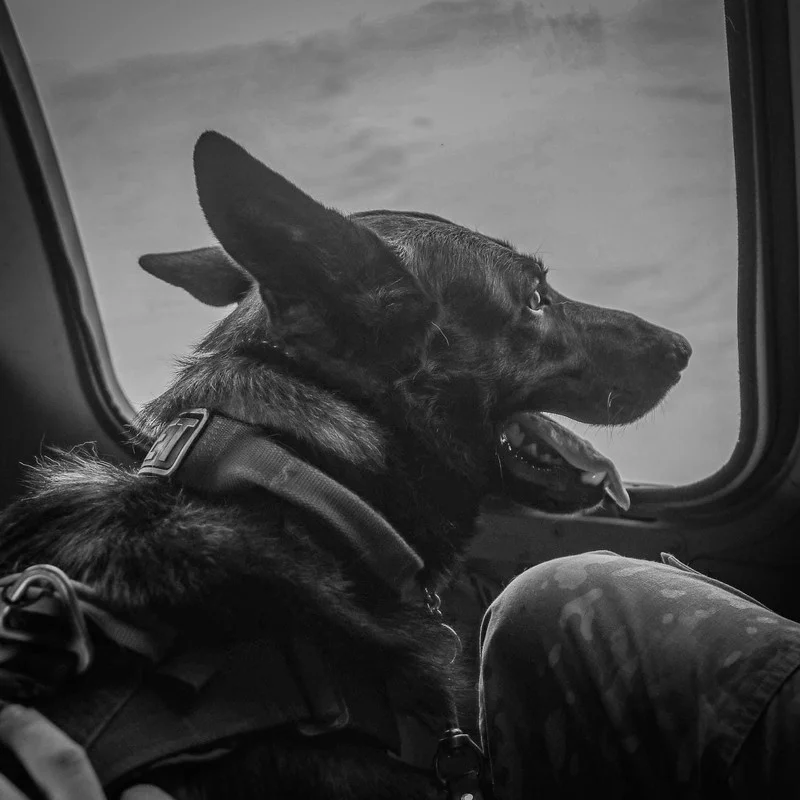 US-ARMY-K9-IMG-9918-6.webp