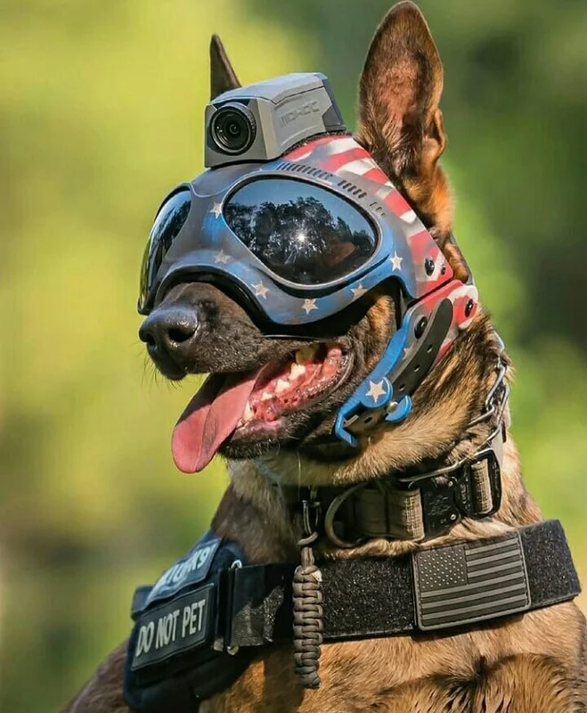 Photos - Pictures of Dogs in the Military & Police (K9) | Page 31 | A ...