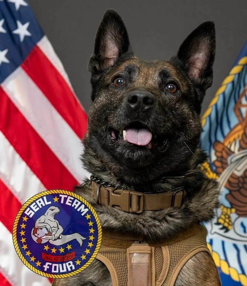 us-navy-seal-k9-chief-hutch-jpg.webp