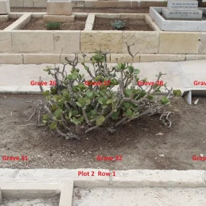 Plot 2. Row.1. Back row graves. 25 to 29. Front row graves 30 to 34