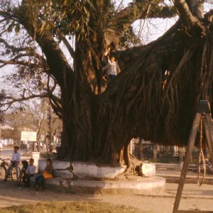 Da Nang City BIG Tree Mar 1966 Viet Nam