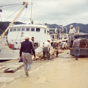 Okinawa 1965 Bise Port With Pigs