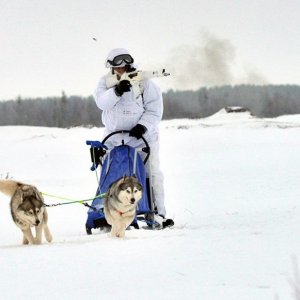 80th Russian Arctic Brigade Dogs