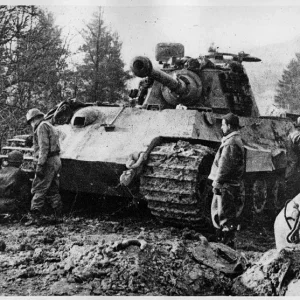 Tiger-334_8321767080_o