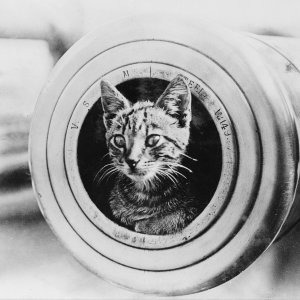 The ship's cat of HMAS ENCOUNTER in the muzzzle of a 6-inch gun