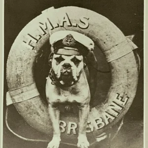 Media 'HMAS Brisbane Ships Mascot' in category 'War Animals'