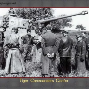 Tiger 311