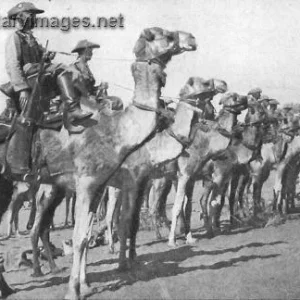 Camel Corps | A Military Photos & Video Website