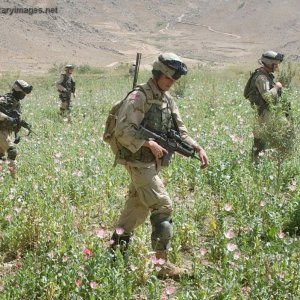 Infantrymen march carefully through a poppy field